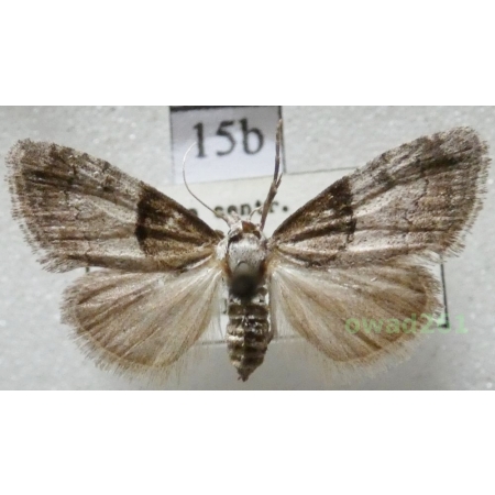 Nola cucullatella (Linnaeus, 1758) Czech15b